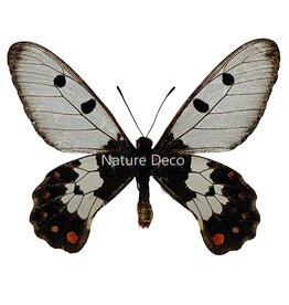 . Unmounted Cressida cressida male