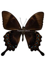 . Unmounted / dried Papilio Lorquinianus Albertisi