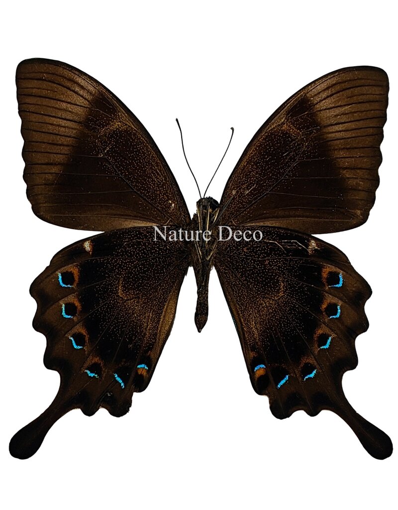 . Ongeprepareerde Papilio Lorquinianus Albertisi