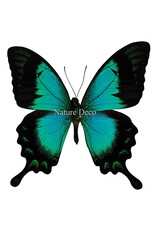 . Unmounted / dried Papilio Lorquinianus Albertisi