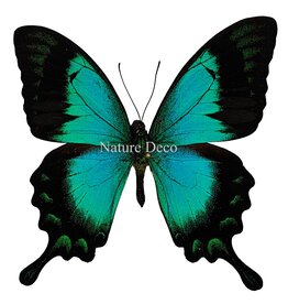 . Unmounted Papilio Lorquinianus Albertisi