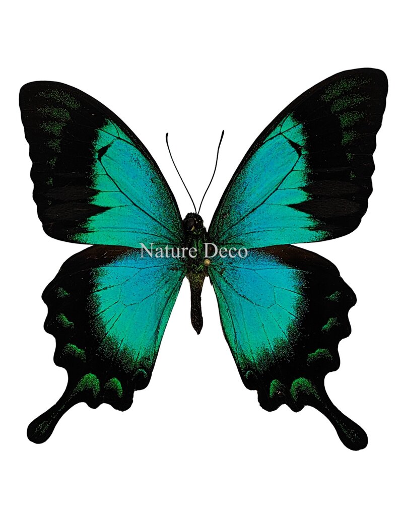 . Unmounted / dried Papilio Lorquinianus Albertisi