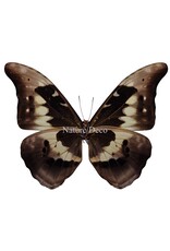 . Unmounted / dried  Morpho Helena