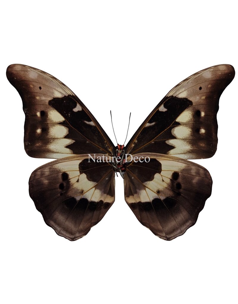 . Unmounted / dried  Morpho Helena