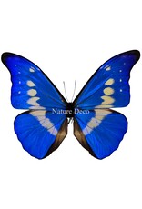 . Unmounted / dried  Morpho Helena