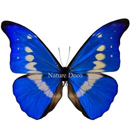 . Ongeprepareerde Morpho Helena
