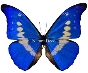 unmounted-dried-morpho-helena.jpg
