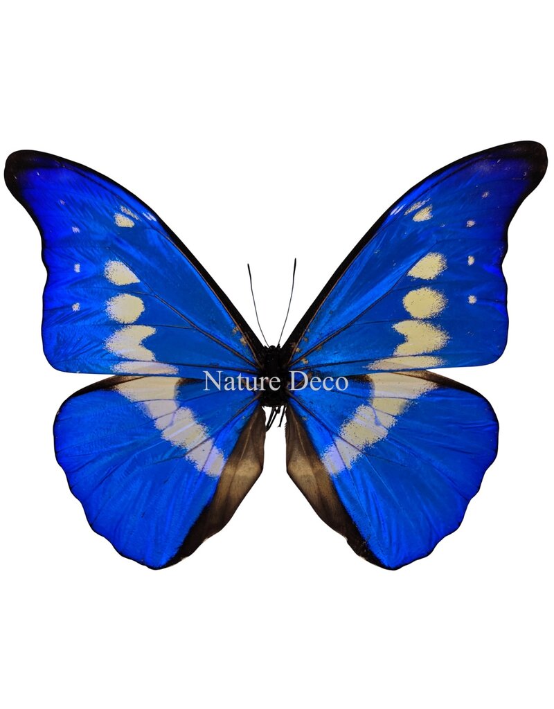 . Unmounted / dried  Morpho Helena