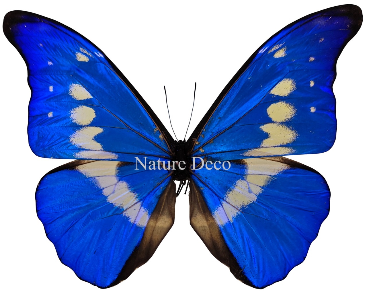 Unmounted / dried Morpho Helena - Nature Deco