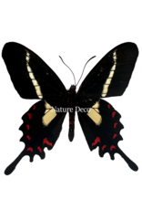 . Ongeprepareerde Parides Agavus