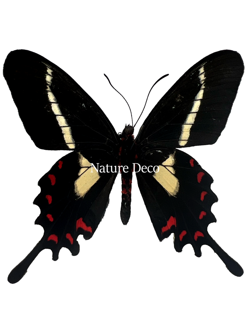 . Unmounted / dried Parides Agavus