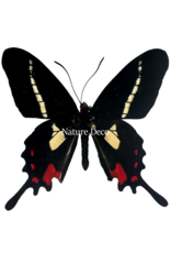 . Ongeprepareerde Parides Agavus