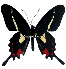 . Ongeprepareerde Parides Agavus