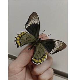 . Ongeprepareerde Battus madyes chlorodamas