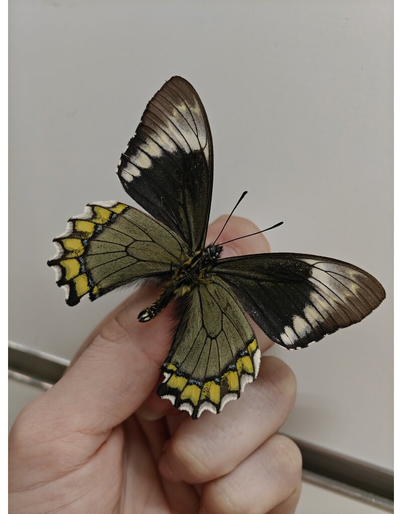 . Unmounted / dried Battus madyes chlorodamas