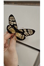 . Unmounted / dried  Thyridia Psider