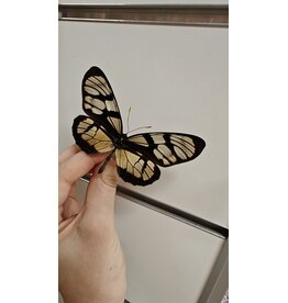 . Unmounted Thyridia Psider