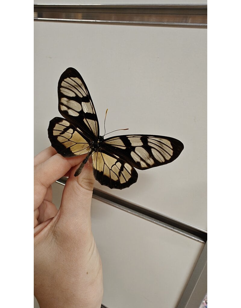 . Ongeprepareerde Thyridia Psider