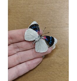 . Ongeprepareerde Perisama Bonplandii Albipennis