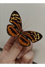 . Ongeprepareerde Tithorea harmonia man