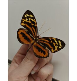 . Ongeprepareerde Tithorea harmonia man