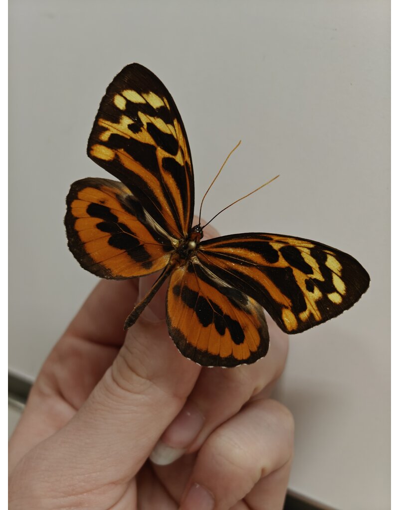 . Unmounted / dried  Tithorea harmonia	male