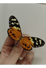 . Unmounted / dried  Tithorea harmonia	female