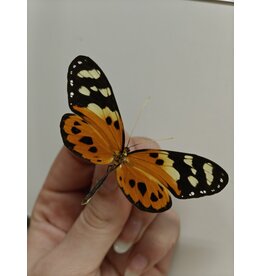 . Unmounted Tithorea harmonia	female