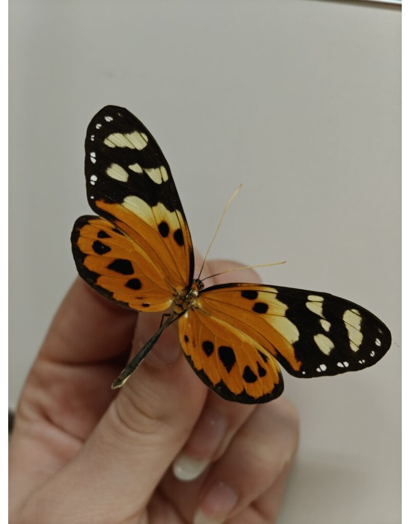 . Ongeprepareerde Tithorea harmonia vrouw