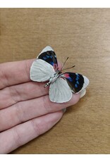 . Unmounted / dried Perisama Bonplandii Albipennis