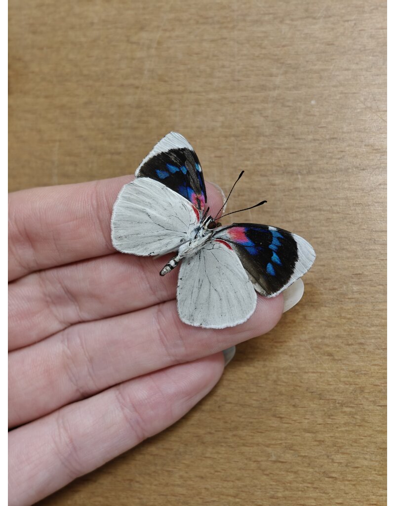 . Unmounted / dried Perisama Bonplandii Albipennis