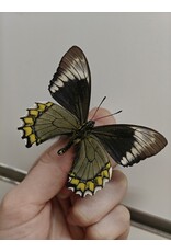 . Ongeprepareerde Battus madyes chlorodamas