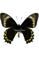 . Ongeprepareerde Battus madyes chlorodamas