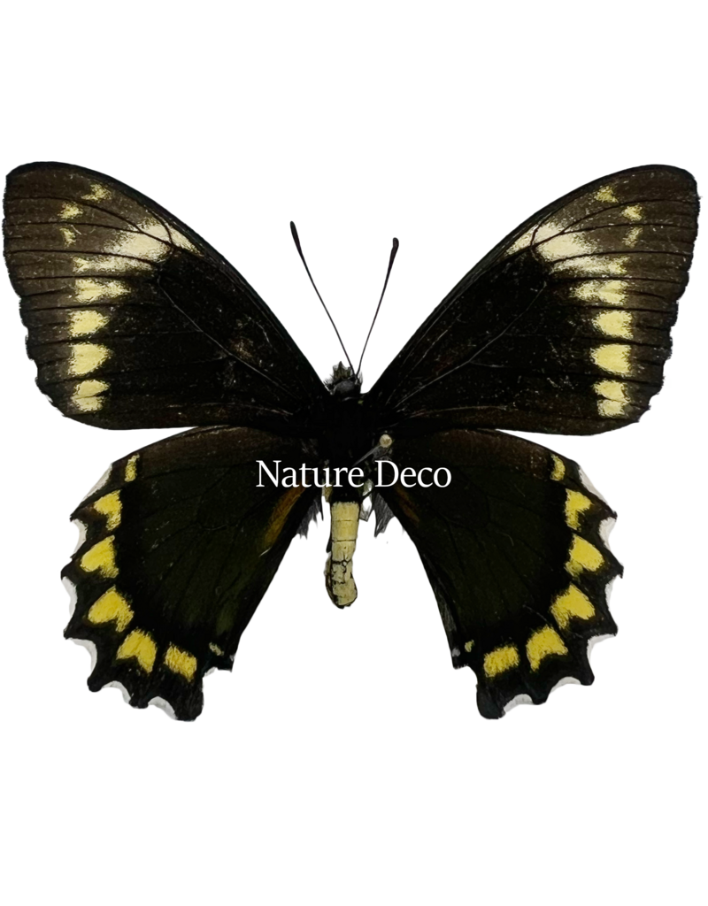 . Ongeprepareerde Battus madyes chlorodamas