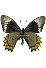 . Ongeprepareerde Battus madyes chlorodamas