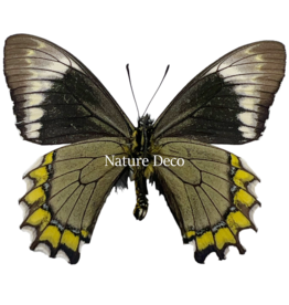 . Unmounted Battus madyes chlorodamas