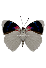 . Unmounted / dried Perisama Bonplandii Albipennis