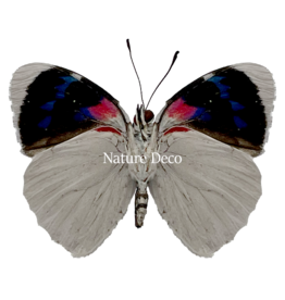 . Ongeprepareerde Perisama Bonplandii Albipennis