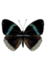 . Unmounted / dried Perisama Bonplandii Albipennis