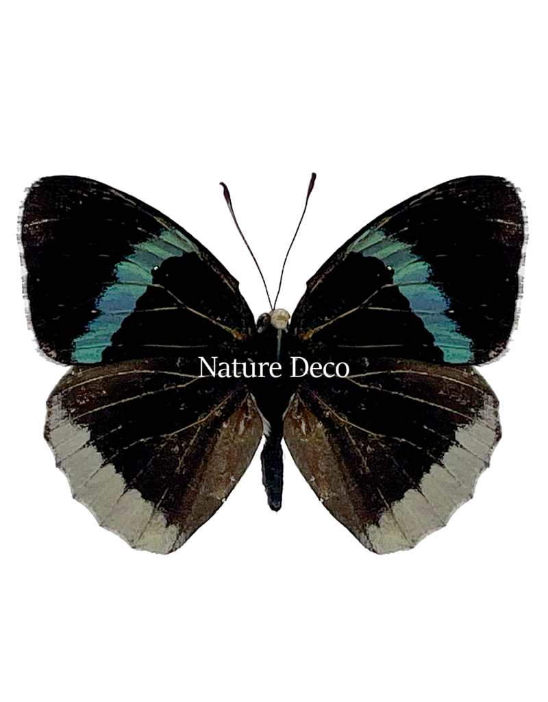 . Unmounted / dried Perisama Bonplandii Albipennis