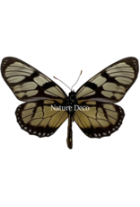 . Unmounted / dried  Thyridia Psider