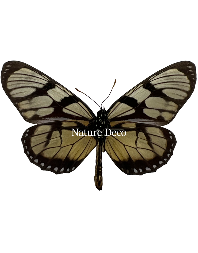 . Unmounted / dried  Thyridia Psider