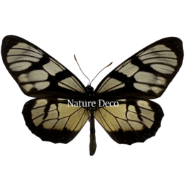 . Ongeprepareerde Thyridia Psider