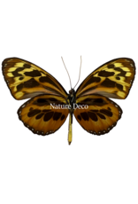 . Unmounted / dried  Tithorea harmonia	male