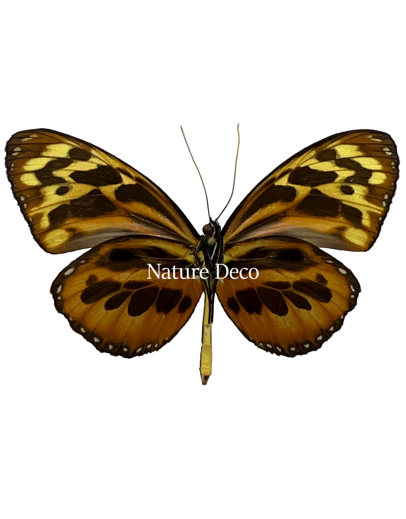 . Unmounted / dried  Tithorea harmonia	male