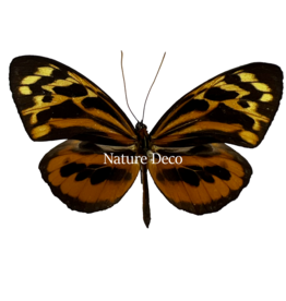 . Ongeprepareerde Tithorea harmonia man