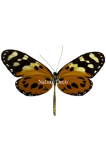 . Unmounted / dried  Tithorea harmonia	female