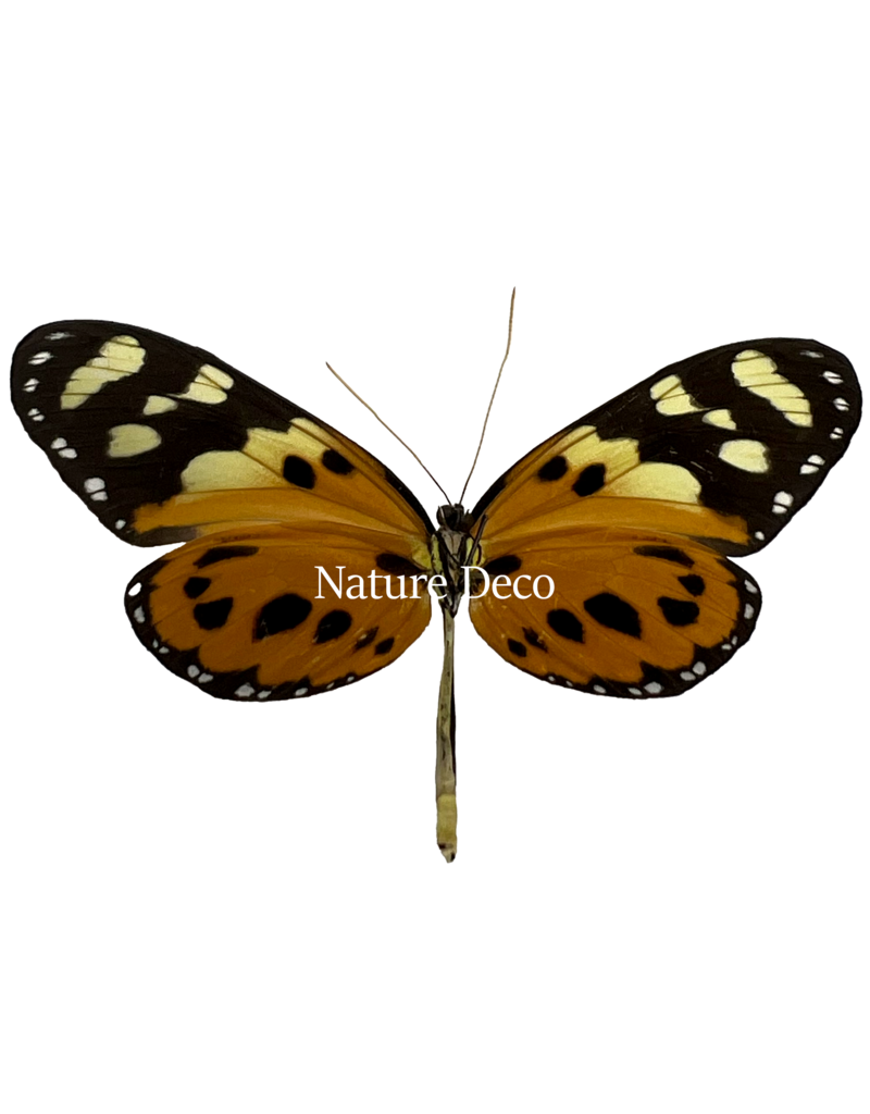 . Ongeprepareerde Tithorea harmonia vrouw