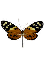 . Unmounted / dried  Tithorea harmonia	female