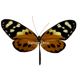 . Unmounted Tithorea harmonia	female